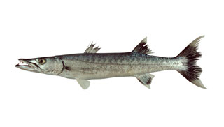 Barracuda large