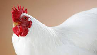 Chicken skinless