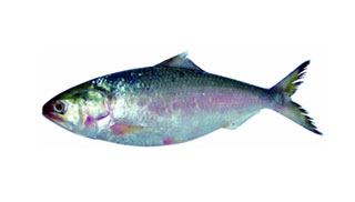 Hilsa 