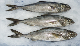 Punnara
