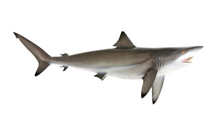 Shark Slices