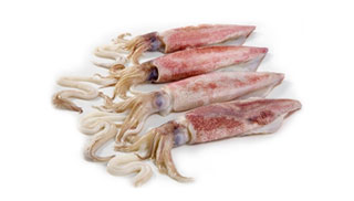 Squid