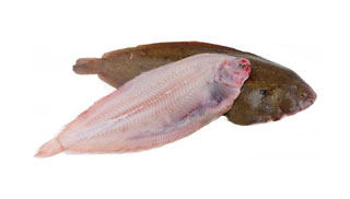 Sole Medium