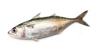 Mackerel Medium