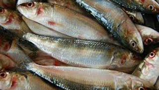 Medium Sardine