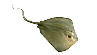 Stingray