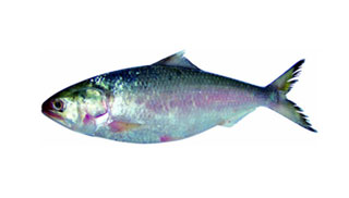 Buy Hilsa  fishoncall.in