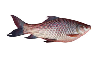 Buy Rohu fishoncall.in