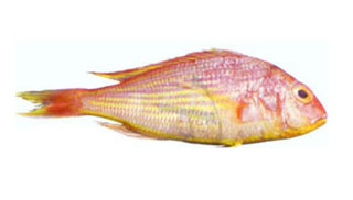 Buy Pink perch Large fishoncall.in