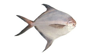 Buy White pomfret Medium  fishoncall.in